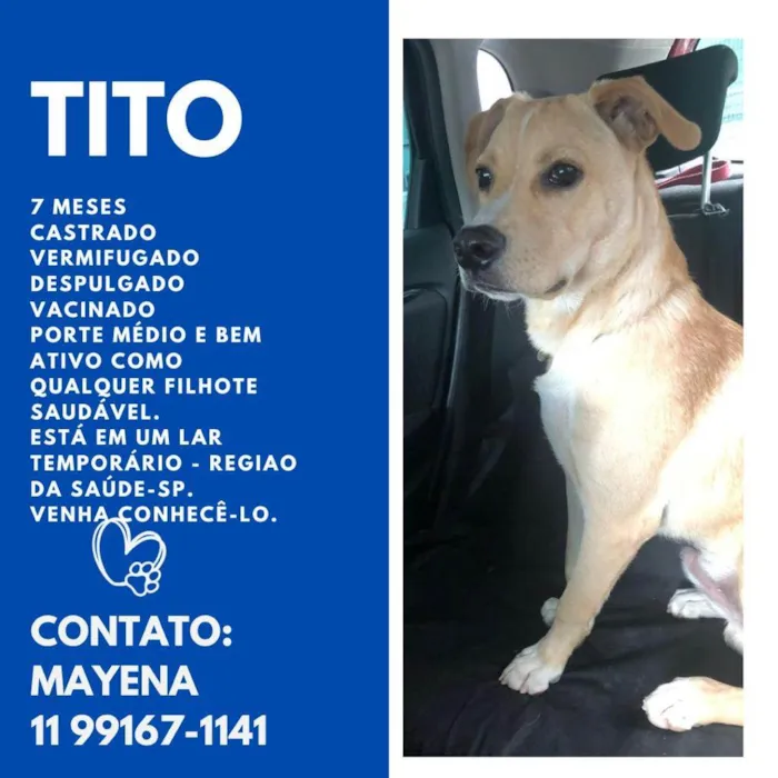 Cachorro ra a SRD-ViraLata idade 7 a 11 meses nome Tito