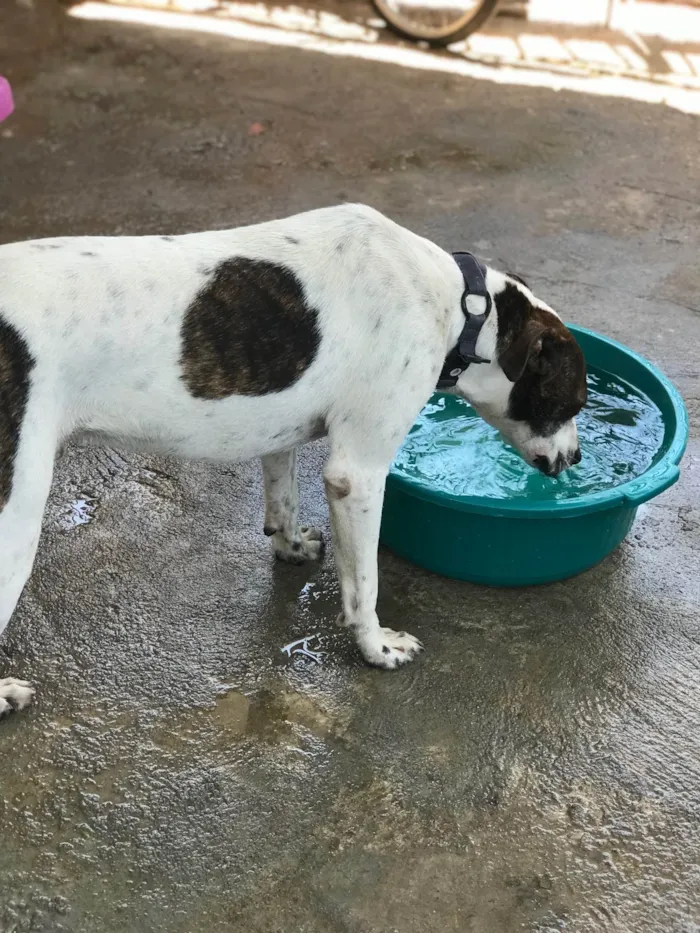 Cachorro ra a Mestiço de pitbul idade 1 ano nome Zico 