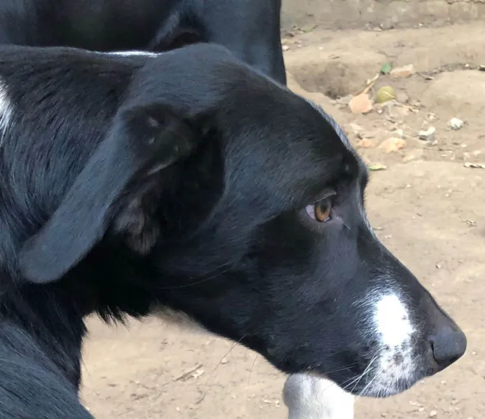 Cachorro ra a SRD-ViraLata idade 1 ano nome Oreo