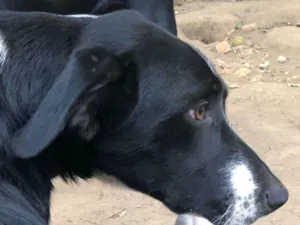 Cachorro raça SRD-ViraLata idade 1 ano nome Oreo