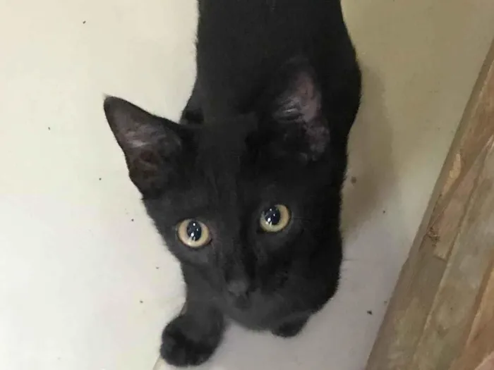 Gato ra a Srd idade 2 a 6 meses nome Luff