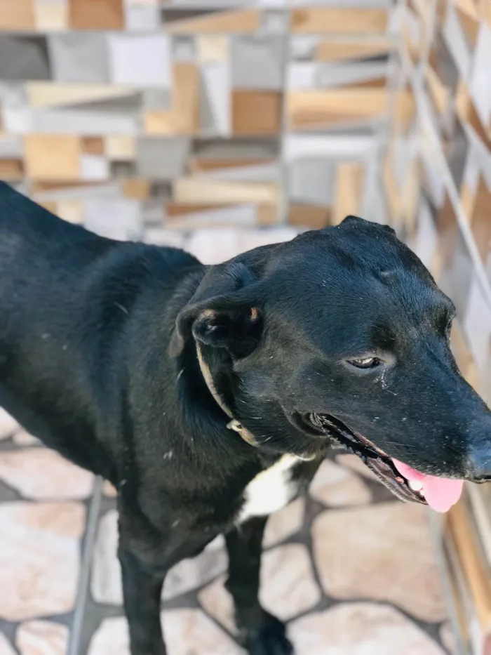 Cachorro ra a Srd  idade 2 anos nome Gamora 