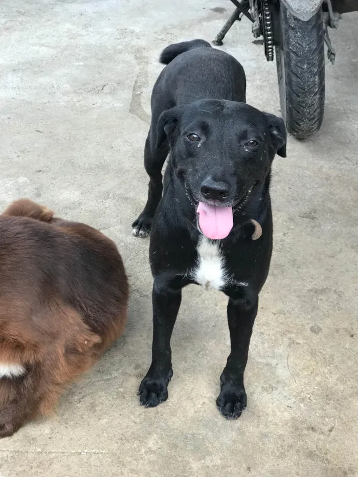 Cachorro ra a Srd  idade 2 anos nome Gamora 
