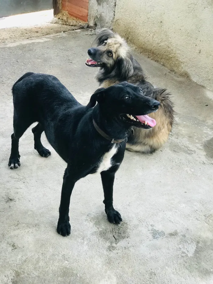 Cachorro ra a Srd  idade 2 anos nome Gamora 