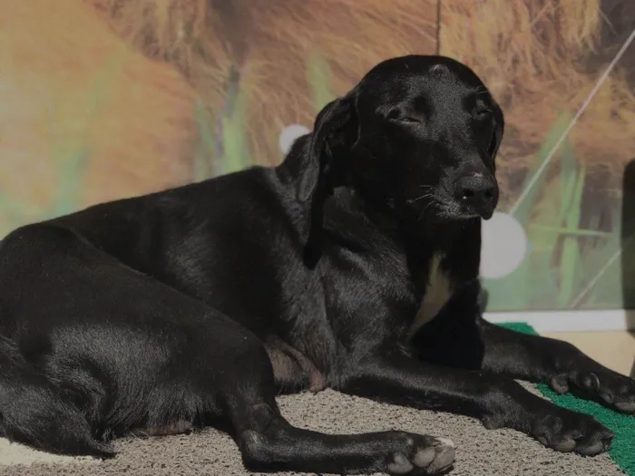 Cachorro ra a Srd  idade 2 anos nome Gamora 