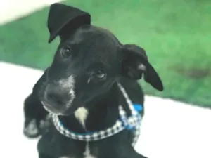 Cachorro raça Srd  idade 2 a 6 meses nome Pietra 