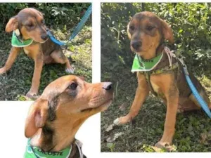 Cachorro raça SRD-ViraLata idade 7 a 11 meses nome Jack