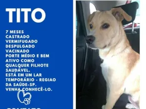 Cachorro raça SRD-ViraLata idade 7 a 11 meses nome Tito