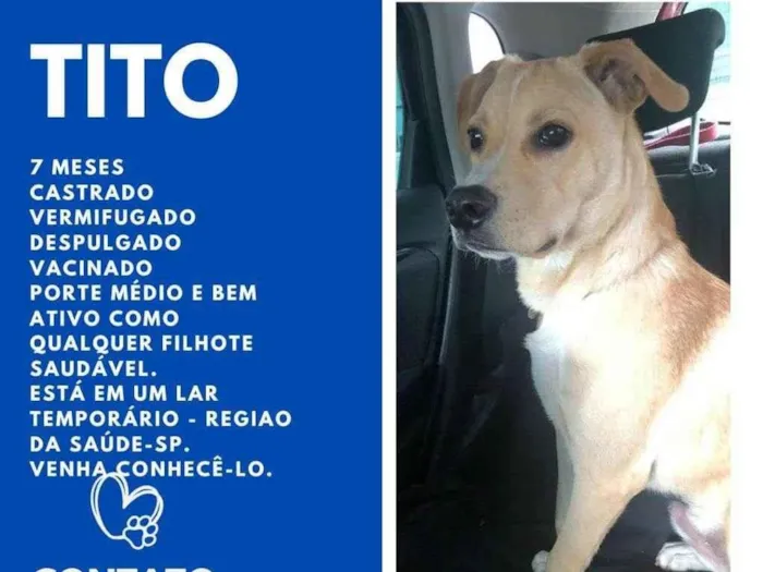 Cachorro ra a SRD-ViraLata idade 7 a 11 meses nome Tito