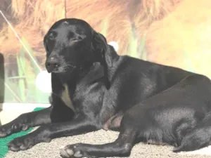 Cachorro raça Srd  idade 2 anos nome Gamora 