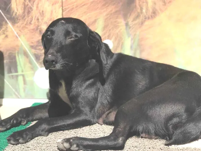 Cachorro ra a Srd  idade 2 anos nome Gamora 