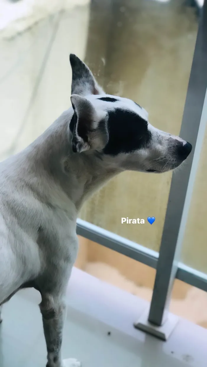 Cachorro ra a Srd  idade 1 ano nome Pirata 