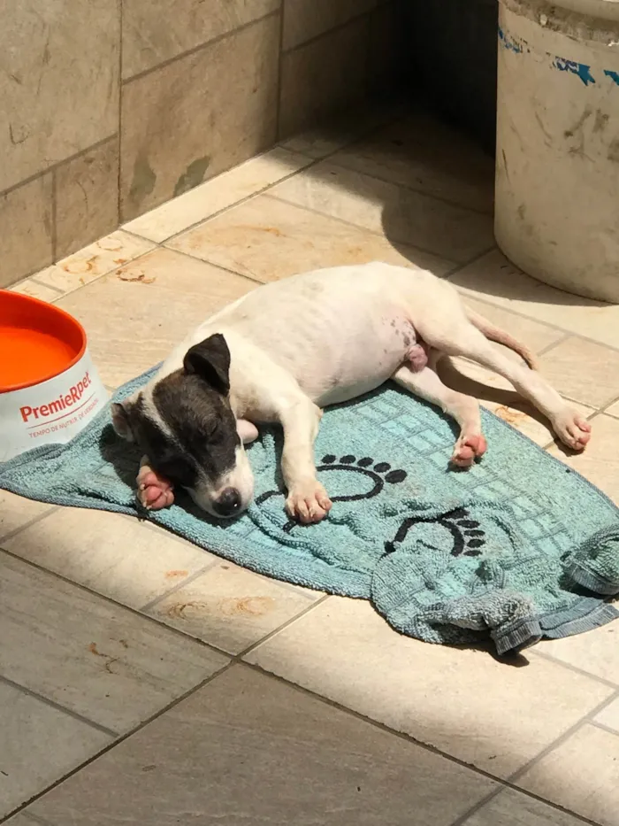 Cachorro ra a Mix de pitbul idade 2 a 6 meses nome Theo 