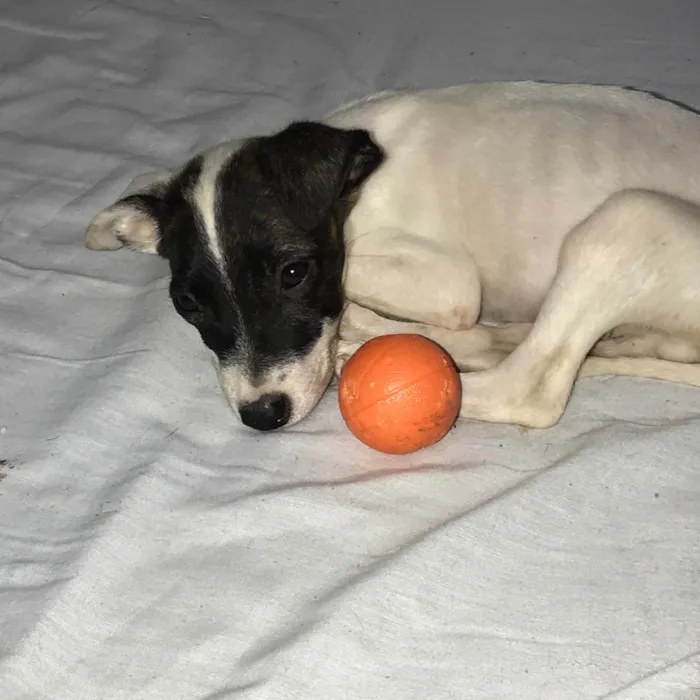 Cachorro ra a Mix de pitbul idade 2 a 6 meses nome Theo 