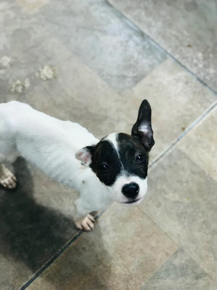 Cachorro ra a Mix de pitbul idade 2 a 6 meses nome Theo 