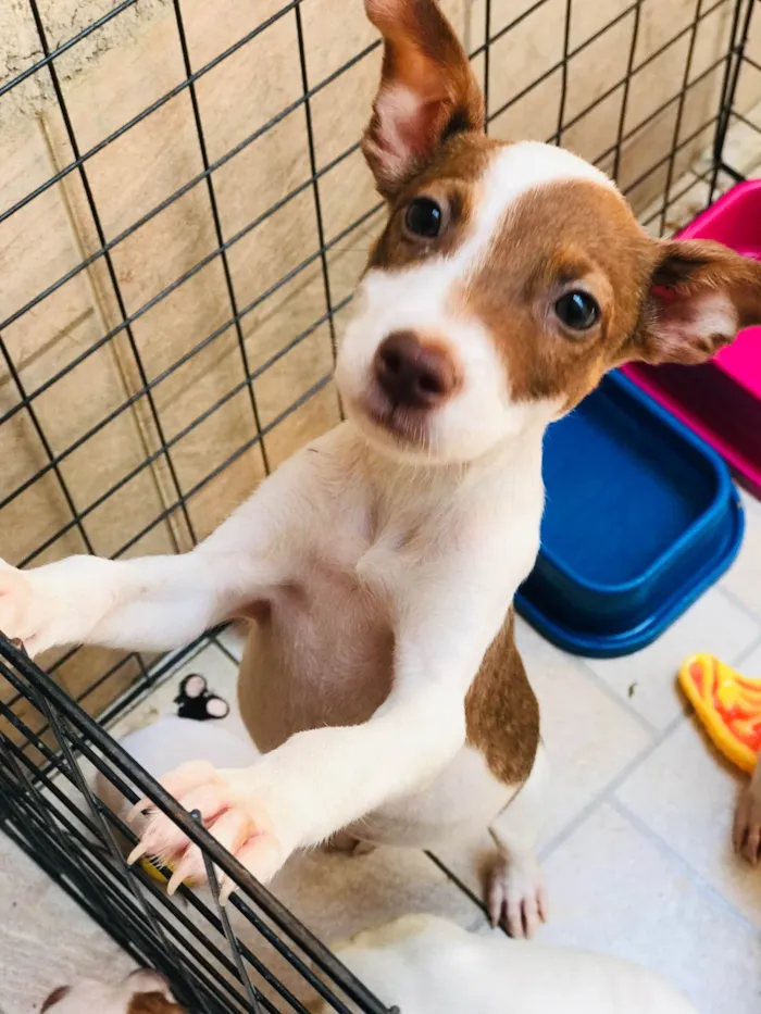 Cachorro ra a Mix de pitbul  idade 2 a 6 meses nome Lindinha 