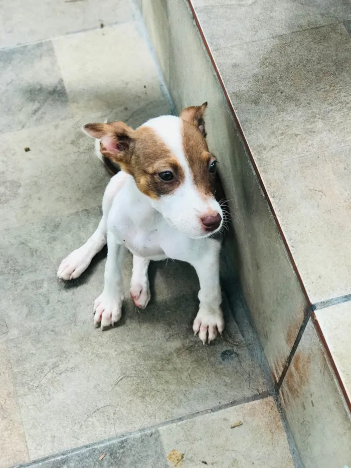 Cachorro ra a Mix de pitbul  idade 2 a 6 meses nome Lindinha 