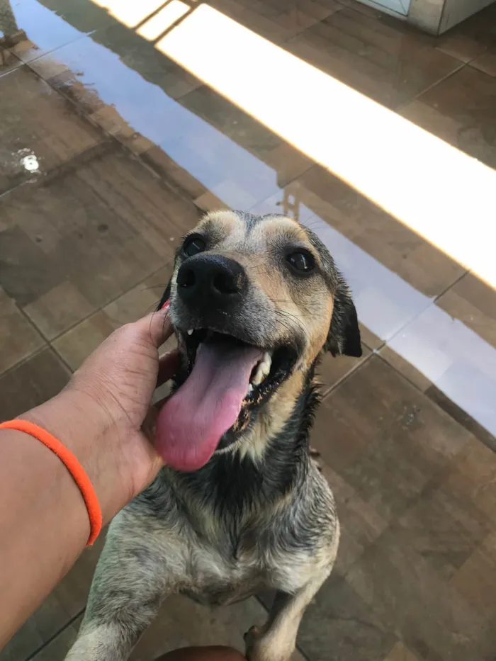 Cachorro ra a Srd  idade 2 anos nome Timão 