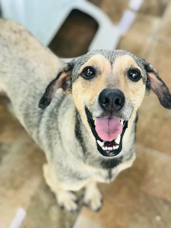 Cachorro ra a Srd  idade 2 anos nome Timão 