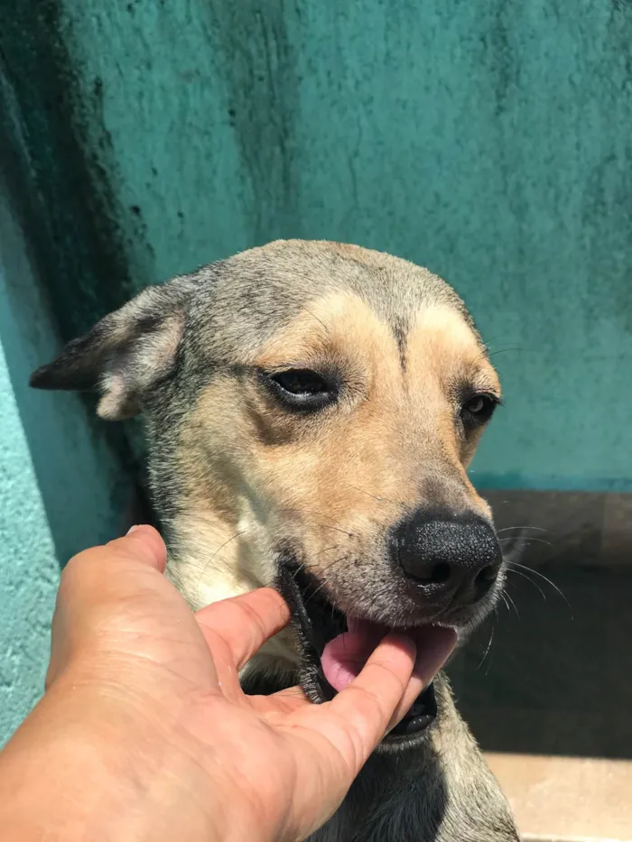 Cachorro ra a Srd  idade 2 anos nome Timão 