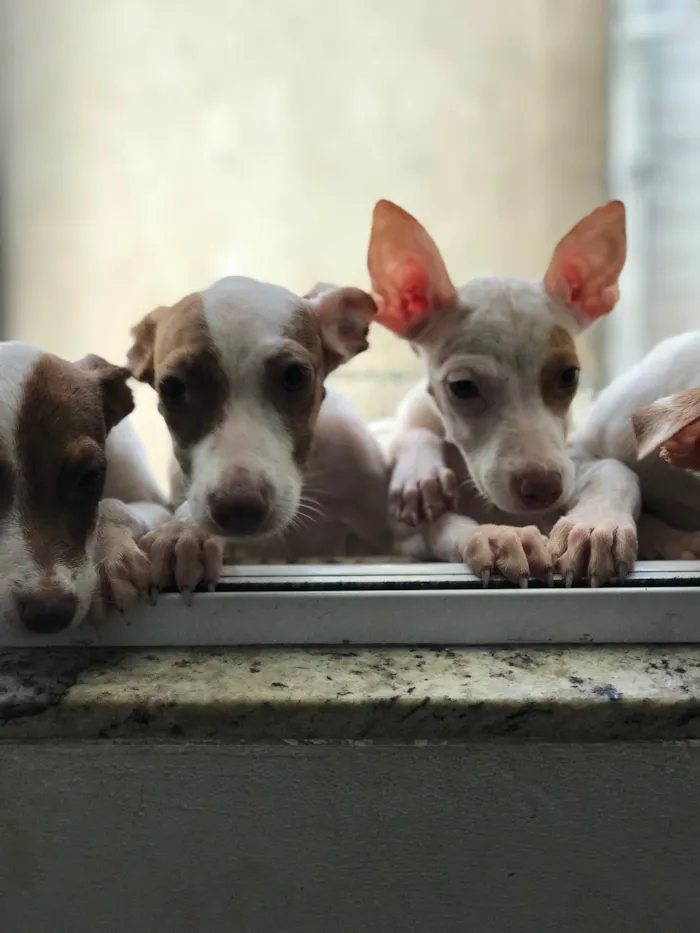 Cachorro ra a Mix de pitbul  idade 2 a 6 meses nome Docinho e florzinha 