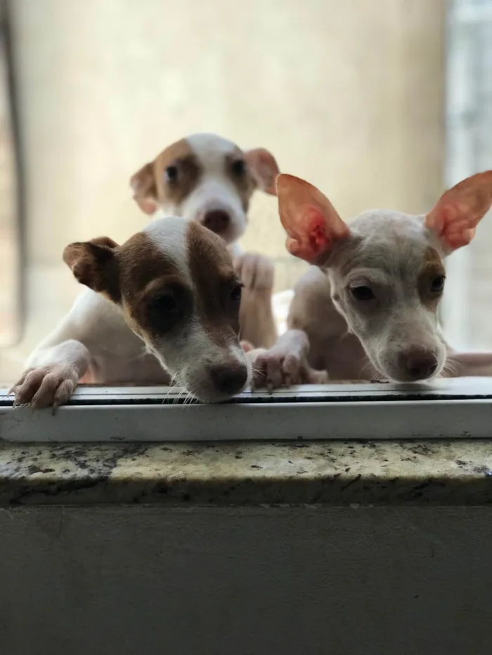 Cachorro ra a Mix de pitbul  idade 2 a 6 meses nome Docinho e florzinha 
