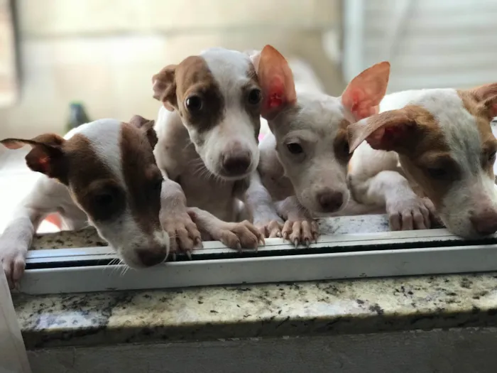 Cachorro ra a Mix de pitbul  idade 2 a 6 meses nome Docinho e florzinha 