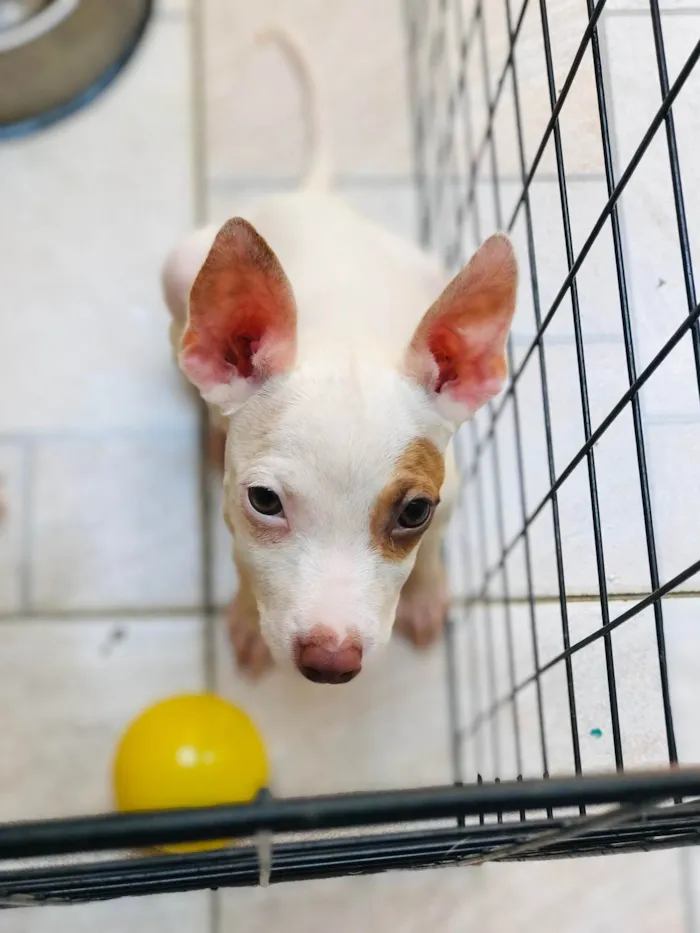 Cachorro ra a Mix de pitbul  idade 2 a 6 meses nome Docinho e florzinha 