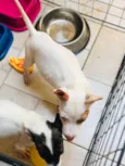 Docinho e florzinha 