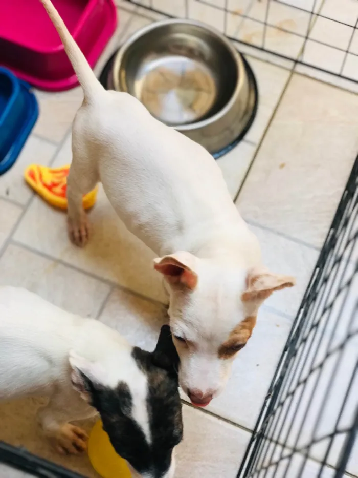 Cachorro ra a Mix de pitbul  idade 2 a 6 meses nome Docinho e florzinha 