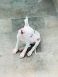 Docinho e florzinha 