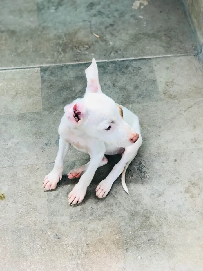 Cachorro ra a Mix de pitbul  idade 2 a 6 meses nome Docinho e florzinha 