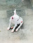 Docinho e florzinha