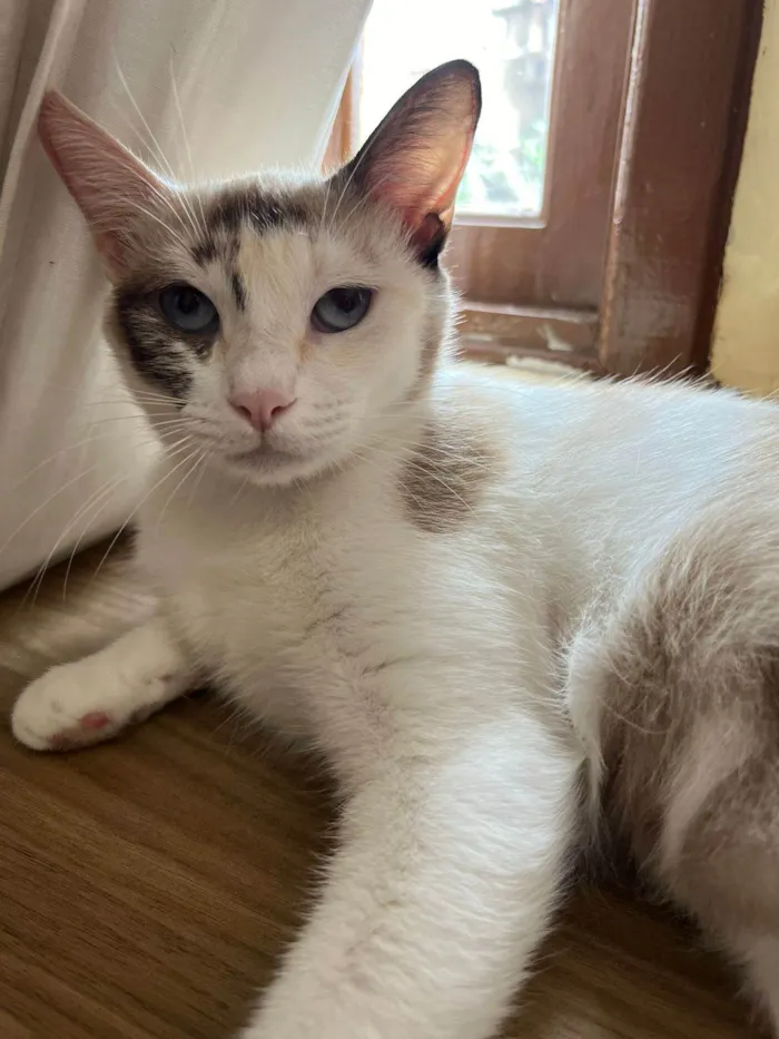 Gato ra a SRD-ViraLata idade 1 ano nome Olivia