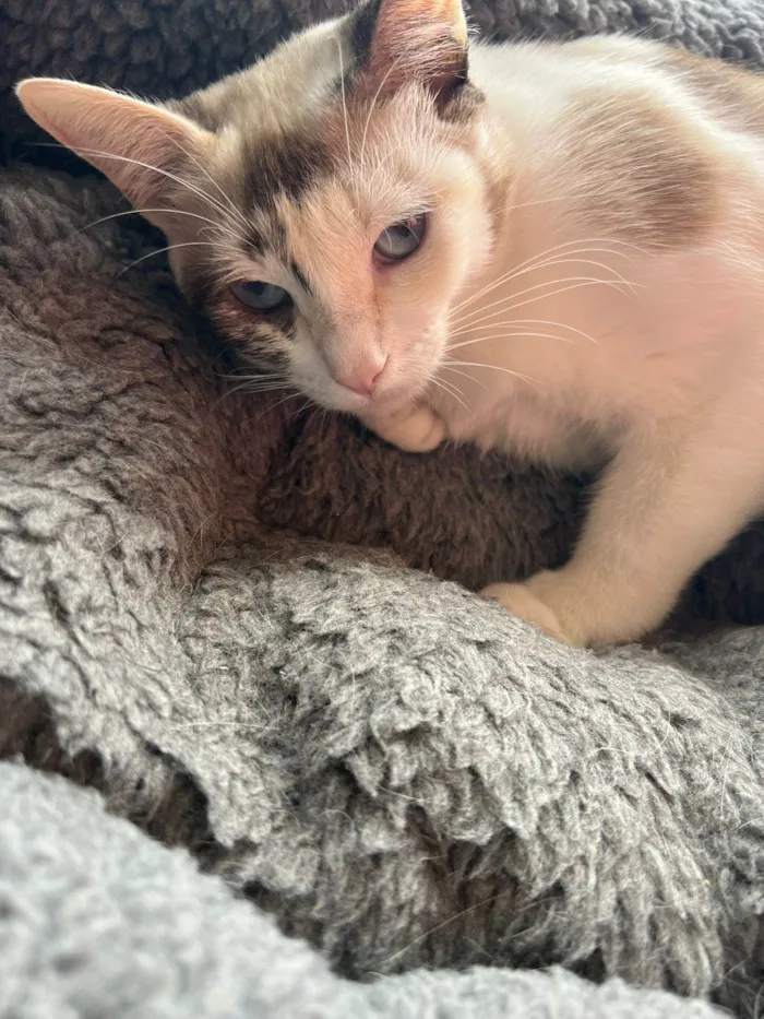 Gato ra a SRD-ViraLata idade 1 ano nome Olivia