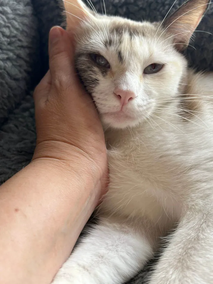 Gato ra a SRD-ViraLata idade 1 ano nome Olivia