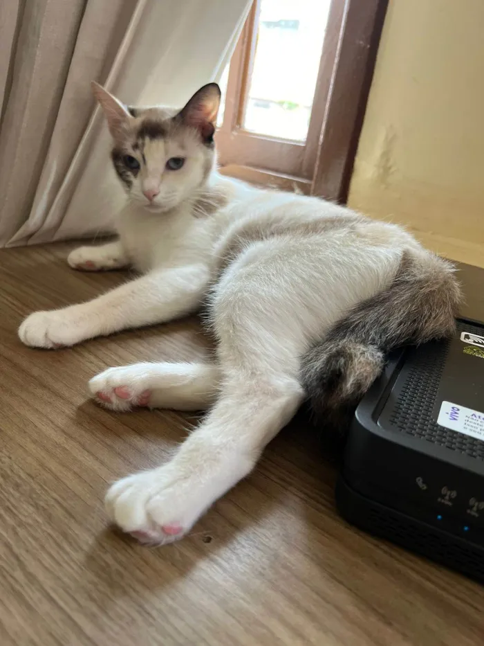 Gato ra a SRD-ViraLata idade 1 ano nome Olivia