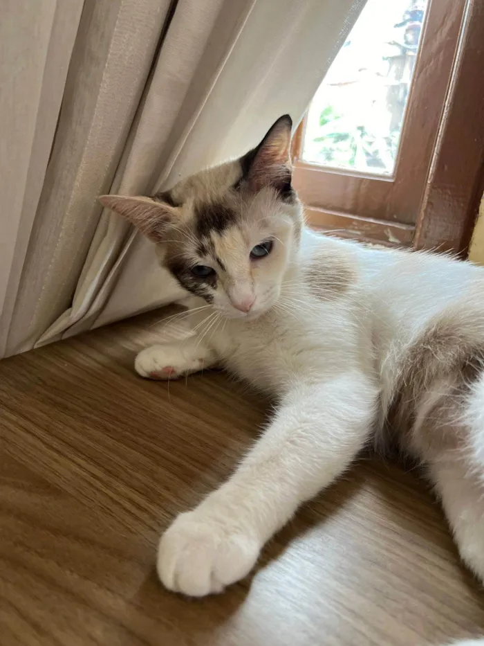 Gato ra a SRD-ViraLata idade 1 ano nome Olivia