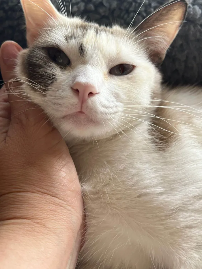 Gato ra a SRD-ViraLata idade 1 ano nome Olivia
