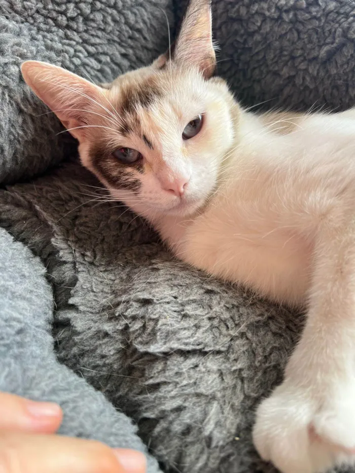 Gato ra a SRD-ViraLata idade 1 ano nome Olivia