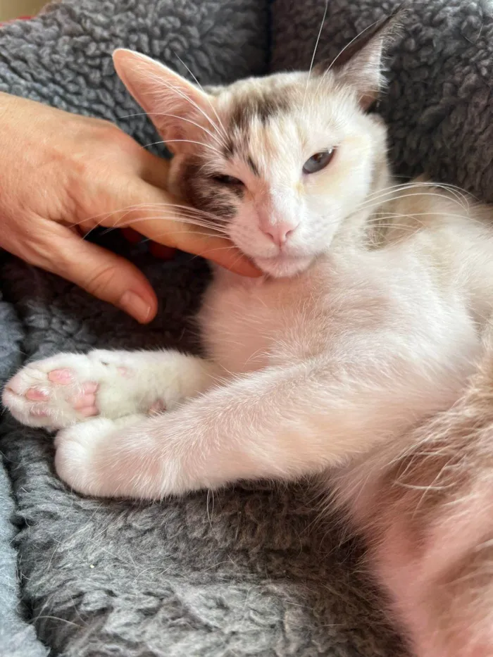 Gato ra a SRD-ViraLata idade 1 ano nome Olivia