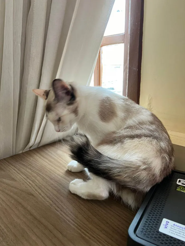 Gato ra a SRD-ViraLata idade 1 ano nome Olivia
