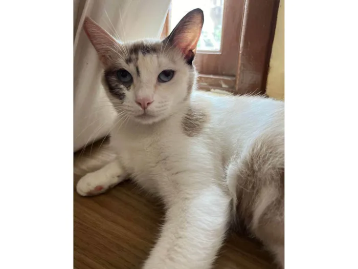 Gato ra a SRD-ViraLata idade 1 ano nome Olivia