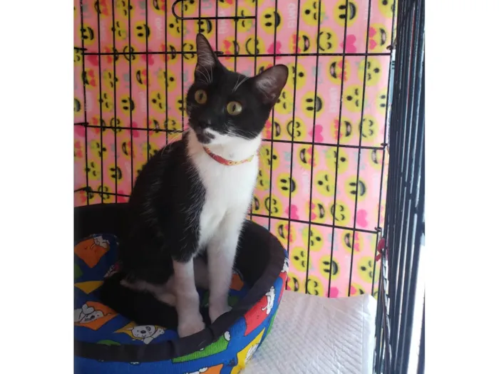 Gato ra a SRD-ViraLata idade 1 ano nome Felícia