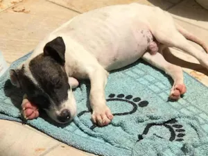 Cachorro raça Mix de pitbul idade 2 a 6 meses nome Theo 