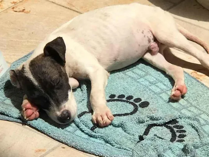 Cachorro ra a Mix de pitbul idade 2 a 6 meses nome Theo 