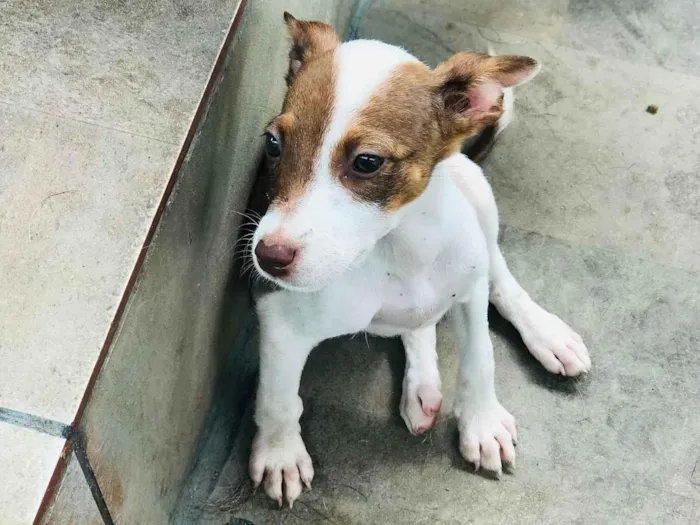 Cachorro ra a Mix de pitbul  idade 2 a 6 meses nome Lindinha 