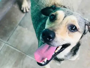 Cachorro raça Srd  idade 2 anos nome Timão 