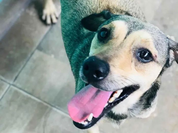 Cachorro ra a Srd  idade 2 anos nome Timão 