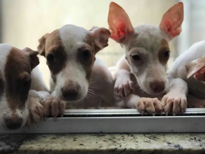 Cachorro ra a Mix de pitbul  idade 2 a 6 meses nome Docinho e florzinha 